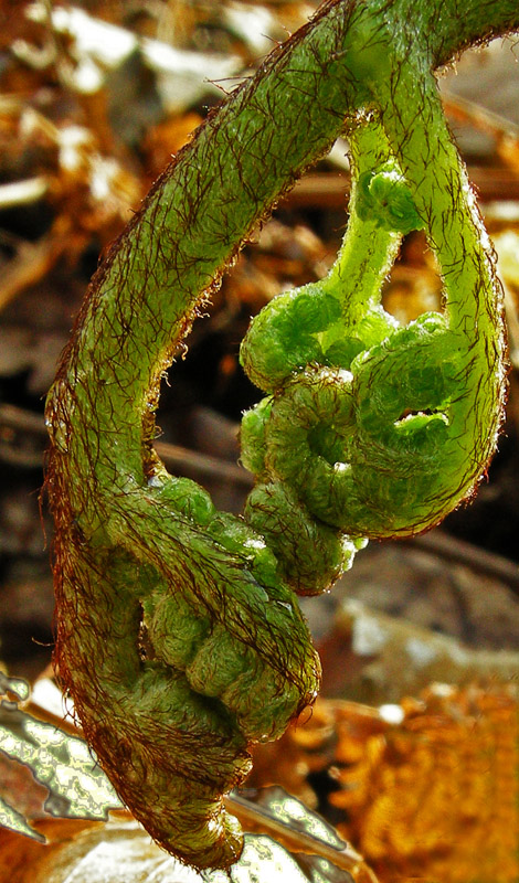 Pteridium aquilinum / Felce aquilina